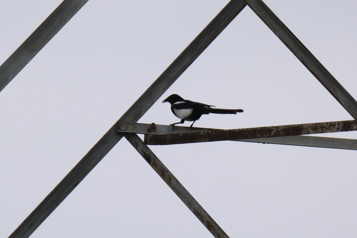 orientskjære - ML645533877