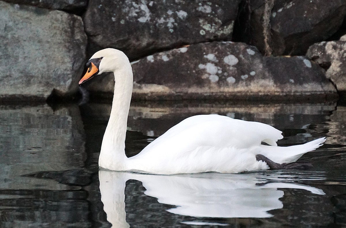 Лебідь-шипун - ML645533886