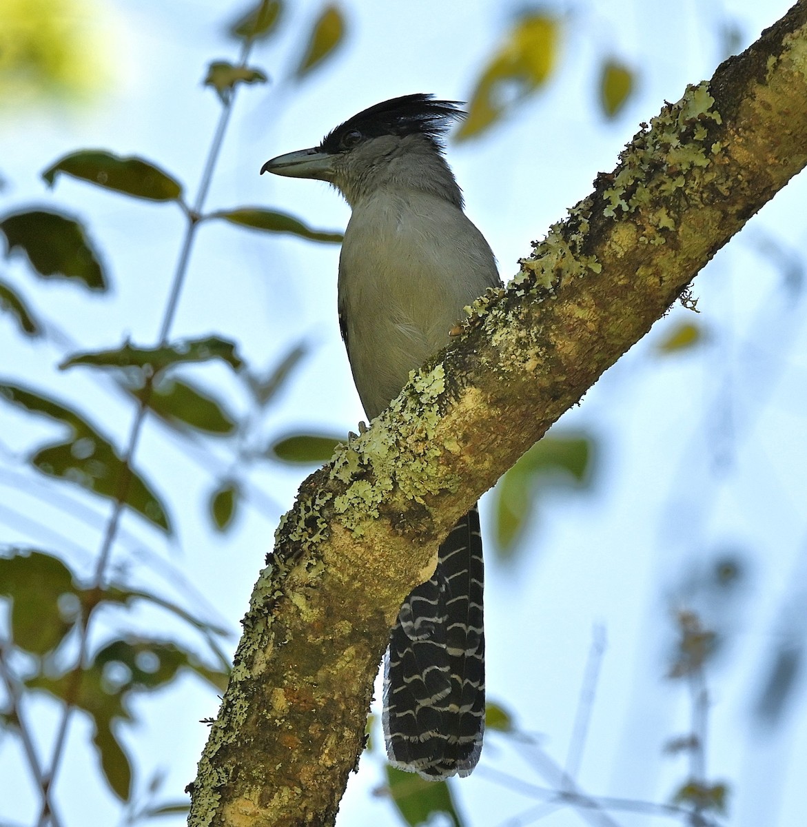 Giant Antshrike - ML645533892