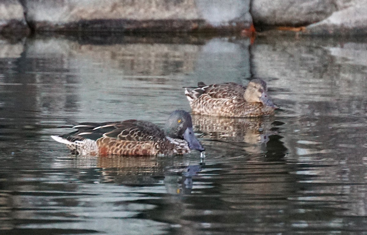 Широконіска північна - ML645533897