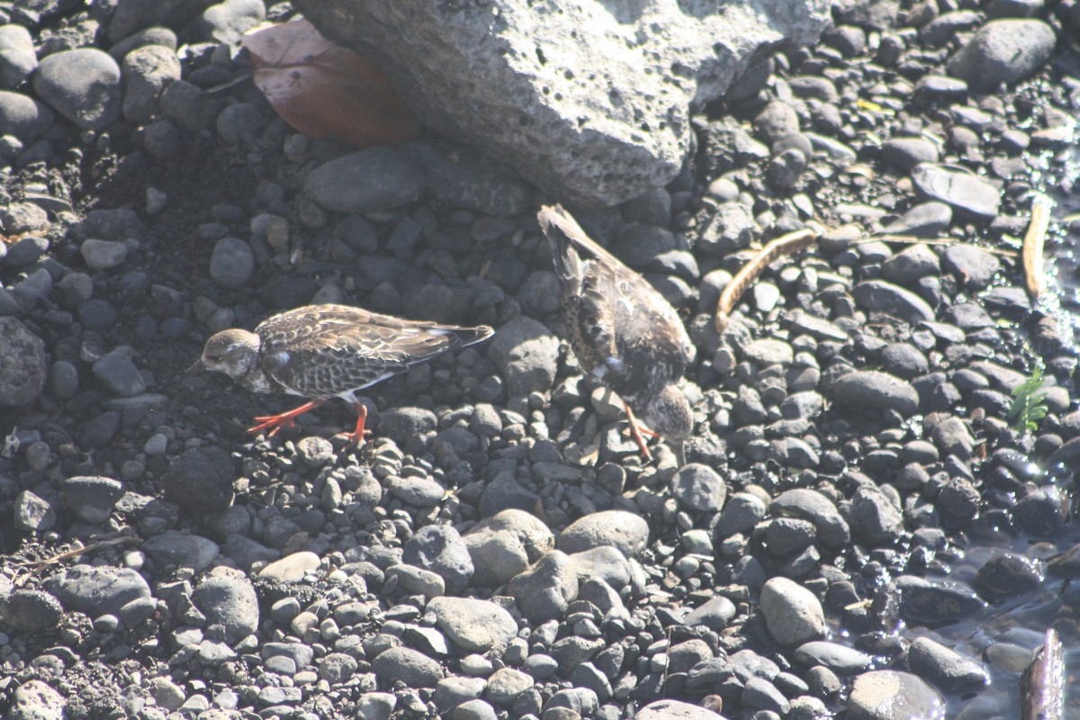 キョウジョシギ - ML645533899