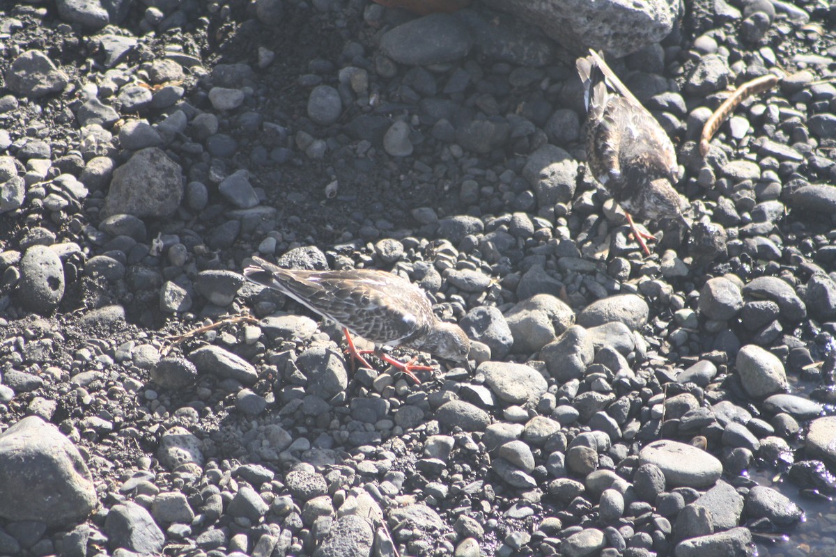 キョウジョシギ - ML645533901