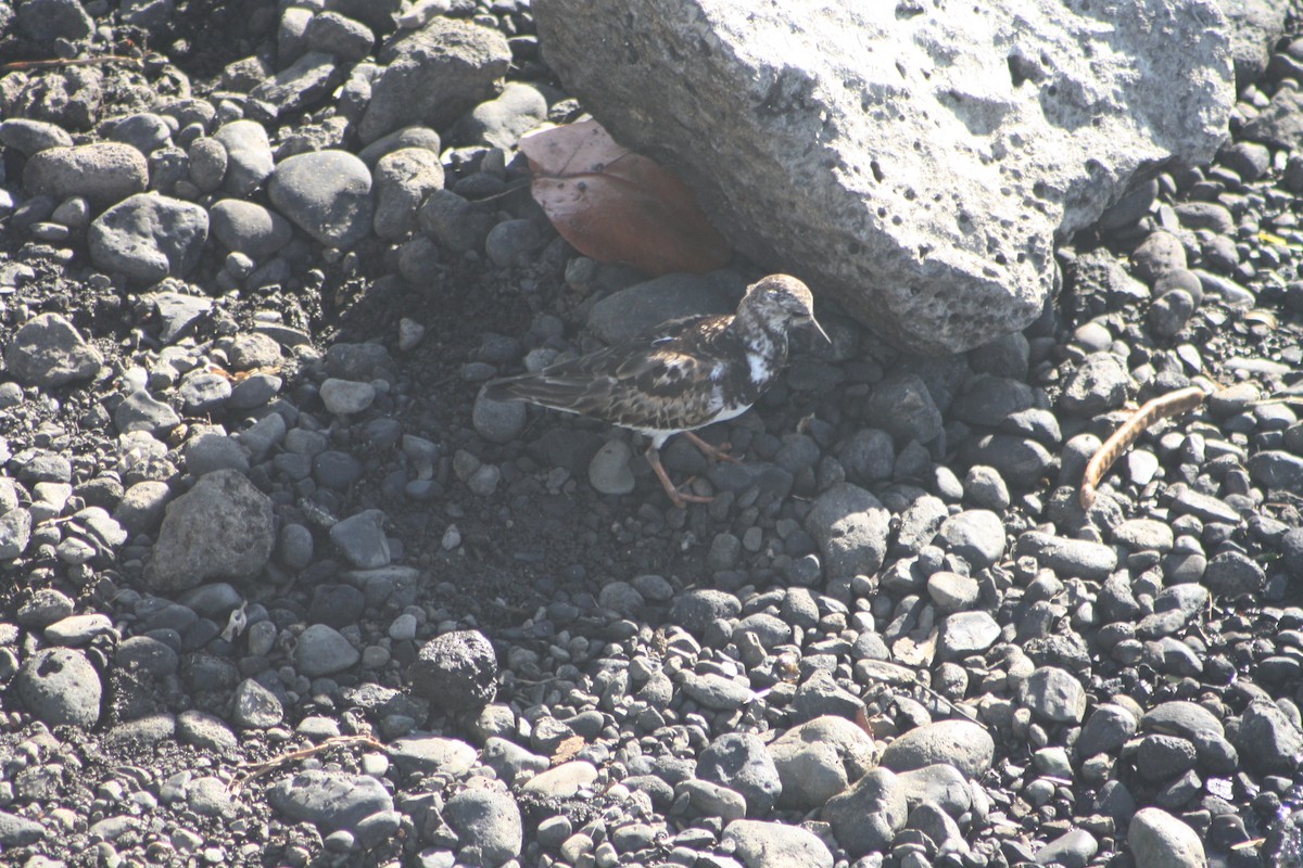 キョウジョシギ - ML645533904