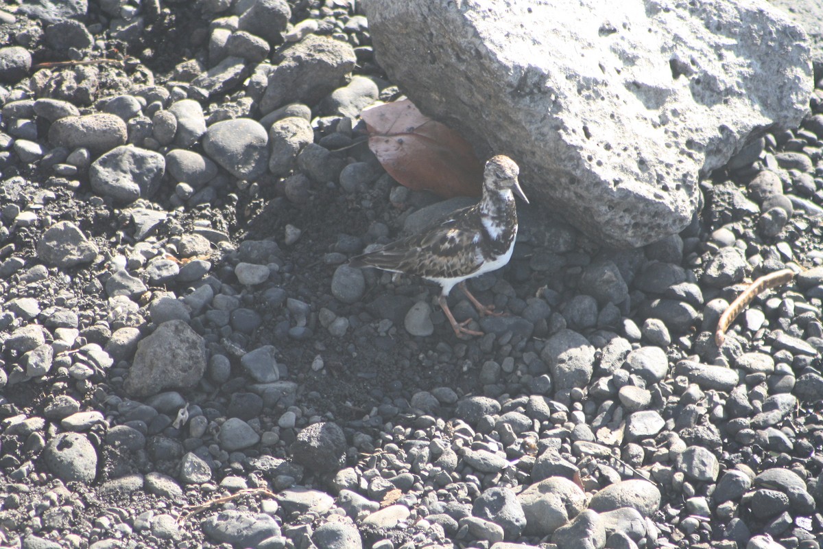 キョウジョシギ - ML645533908