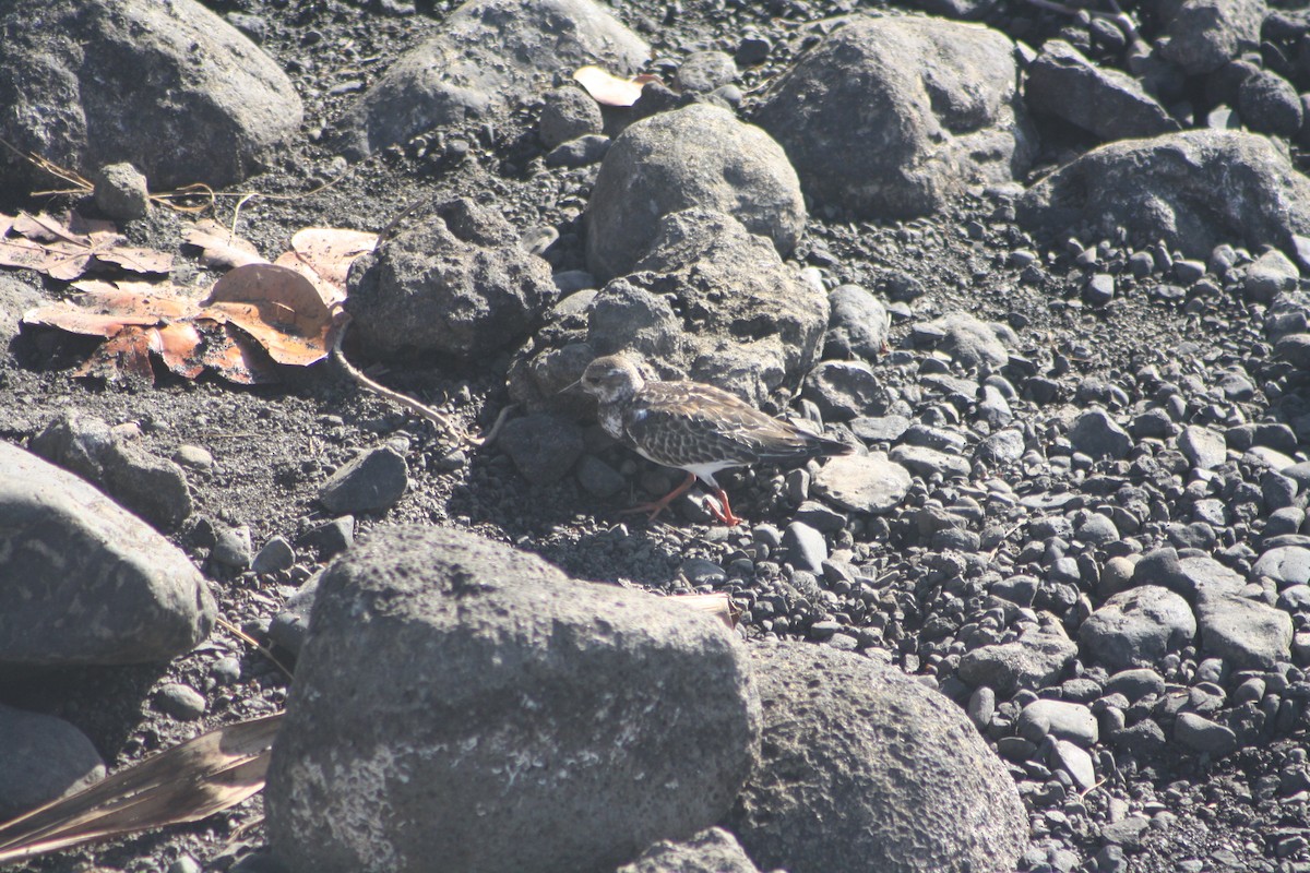 キョウジョシギ - ML645533909