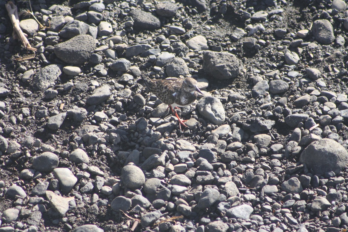 キョウジョシギ - ML645533911