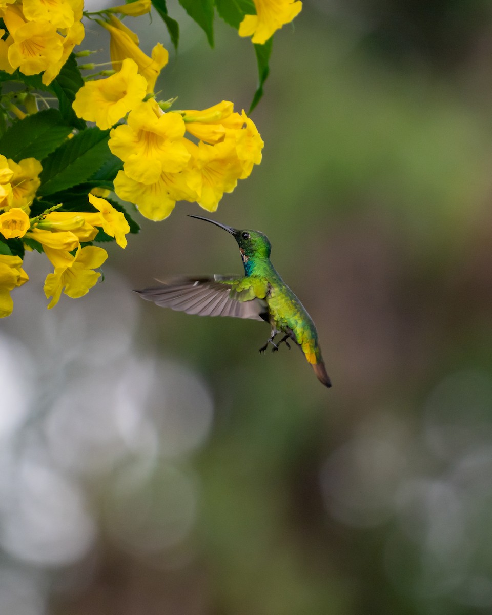 Green-breasted Mango - ML645533915