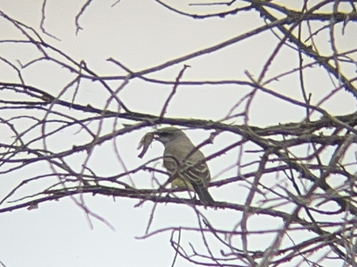 Western Kingbird - ML645533924