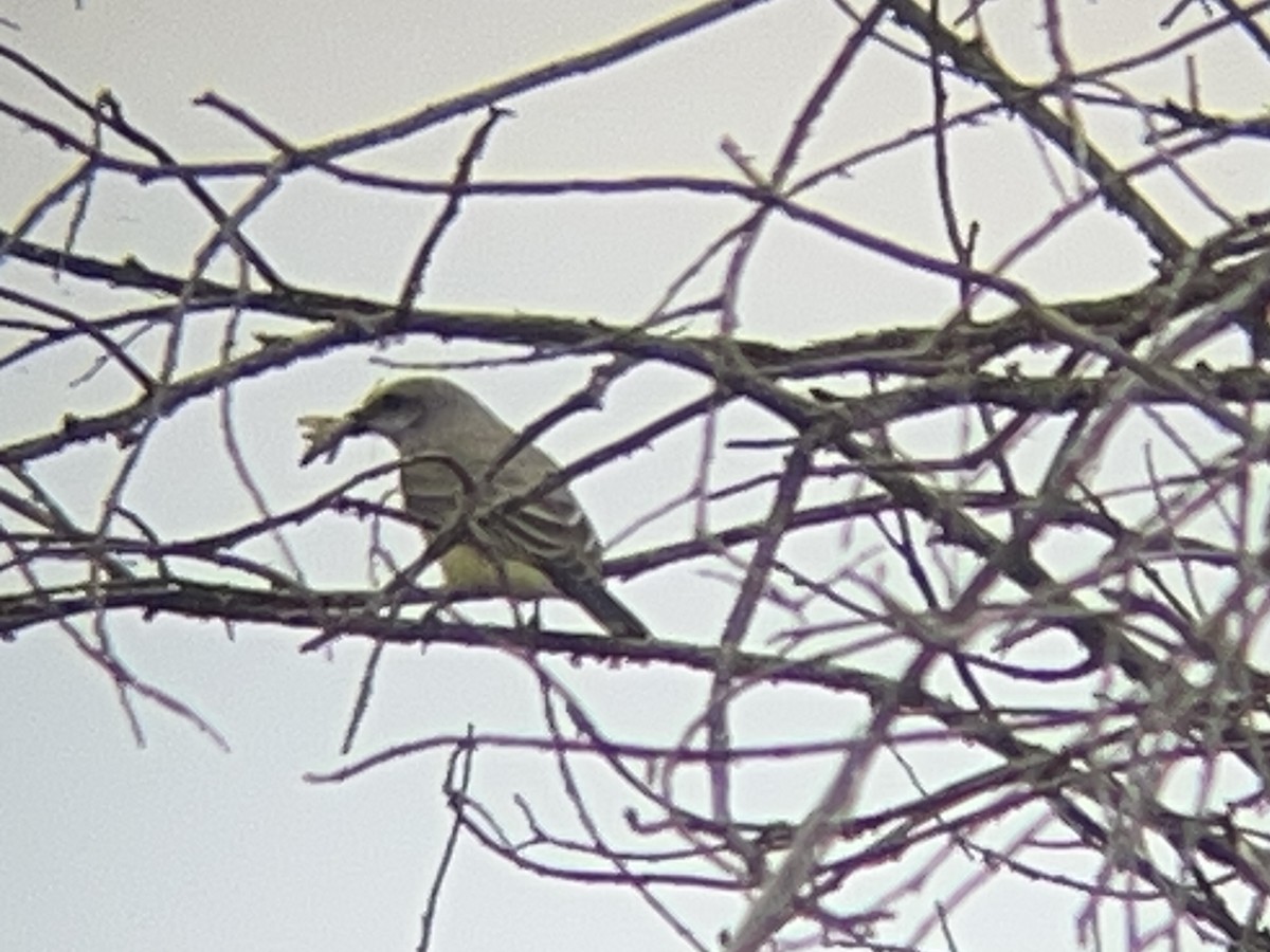 Western Kingbird - ML645533925