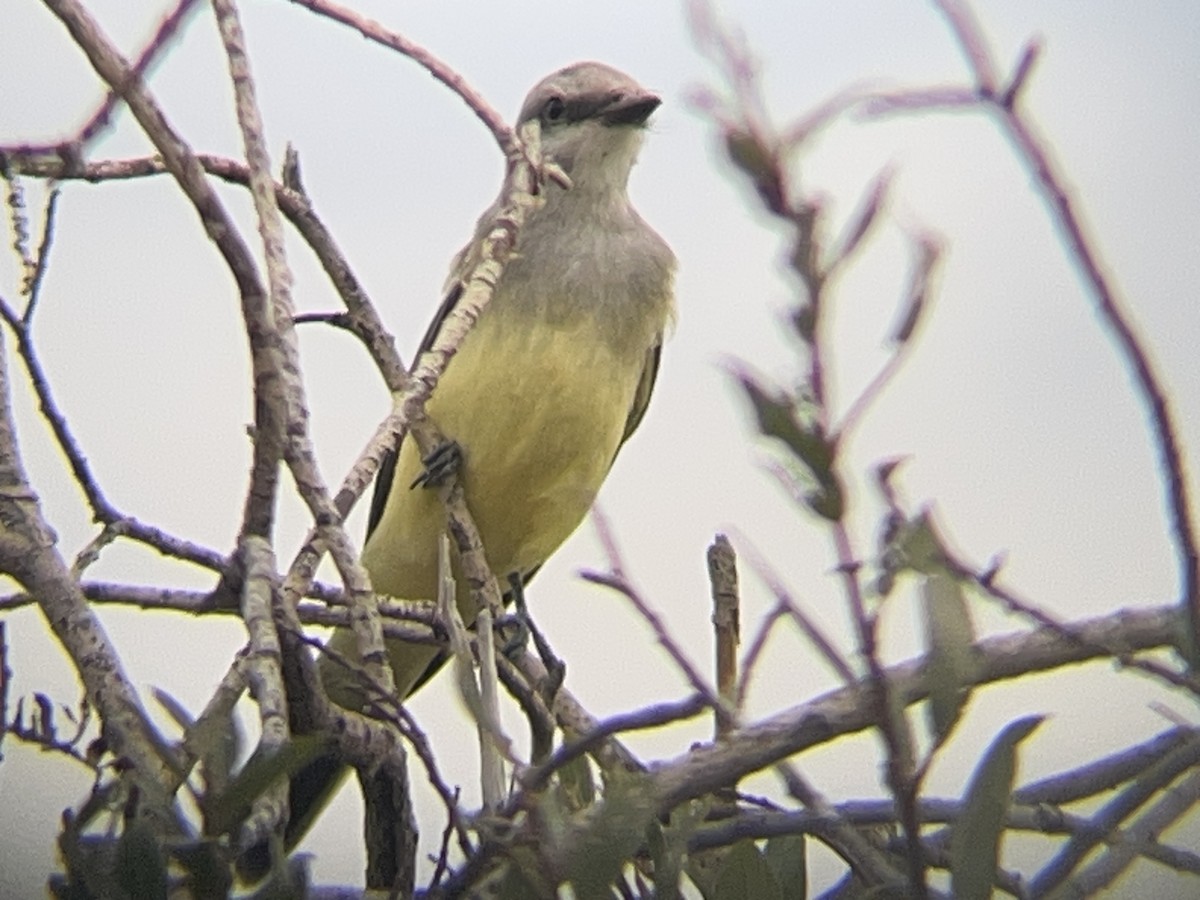 Western Kingbird - ML645533926