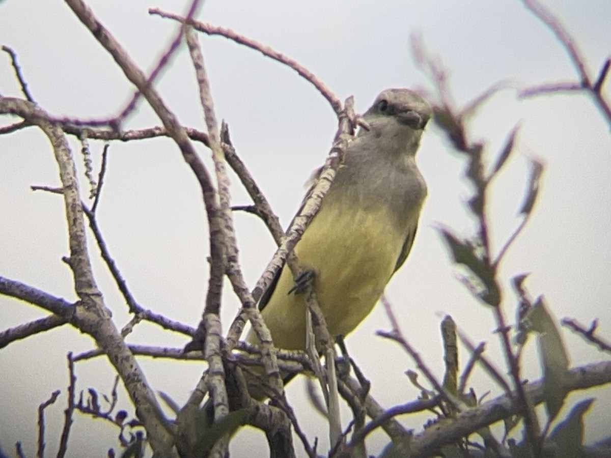 Western Kingbird - ML645533927