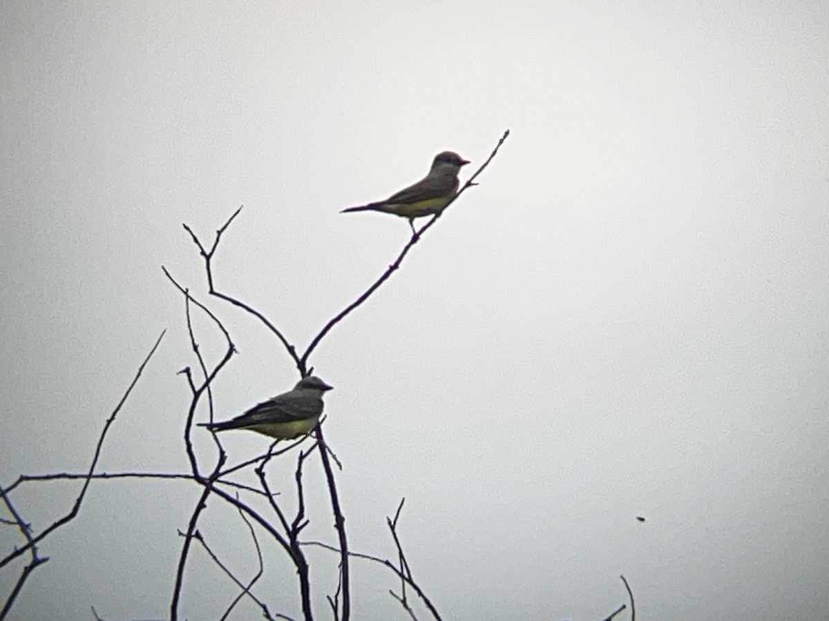 Western Kingbird - ML645533928