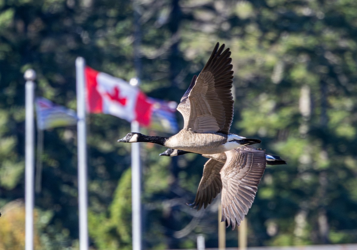 Canada Goose - ML645533929