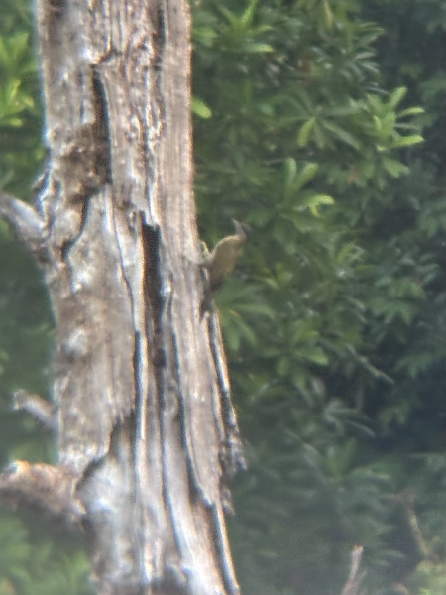 Laced Woodpecker - ML645533937