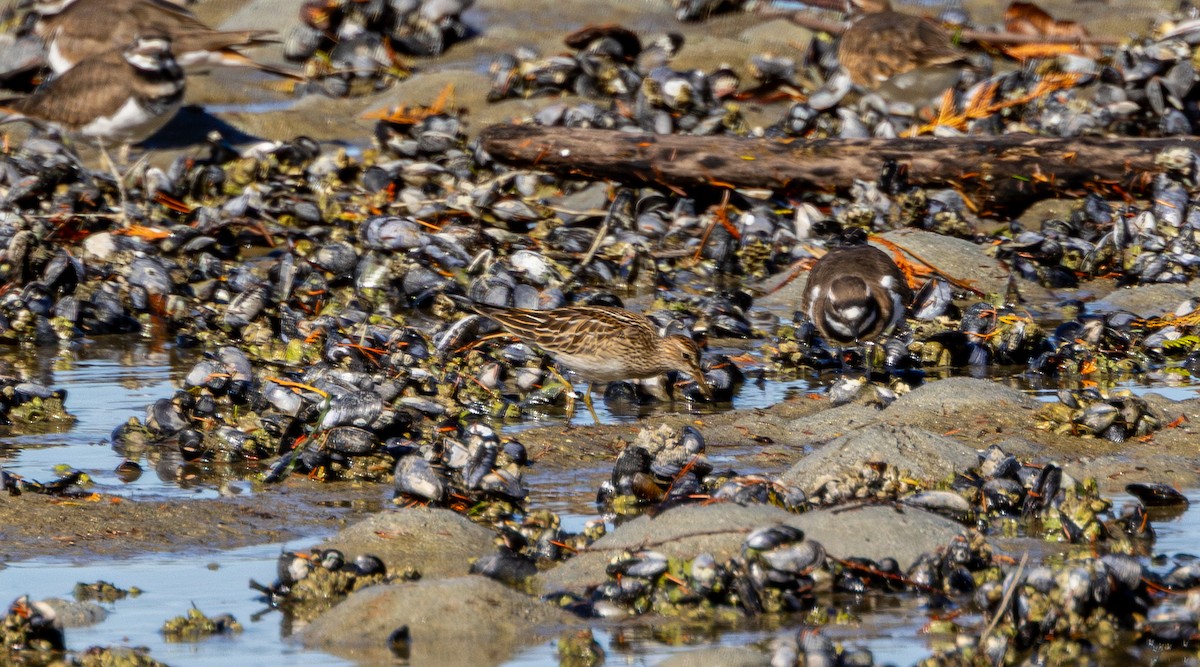 Дутыш - ML645533945