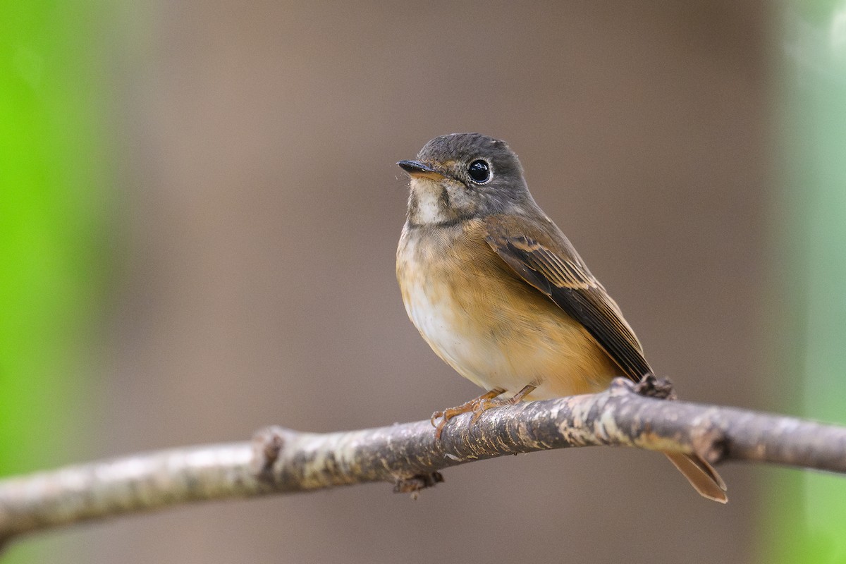 Rostschnäpper - ML645533959