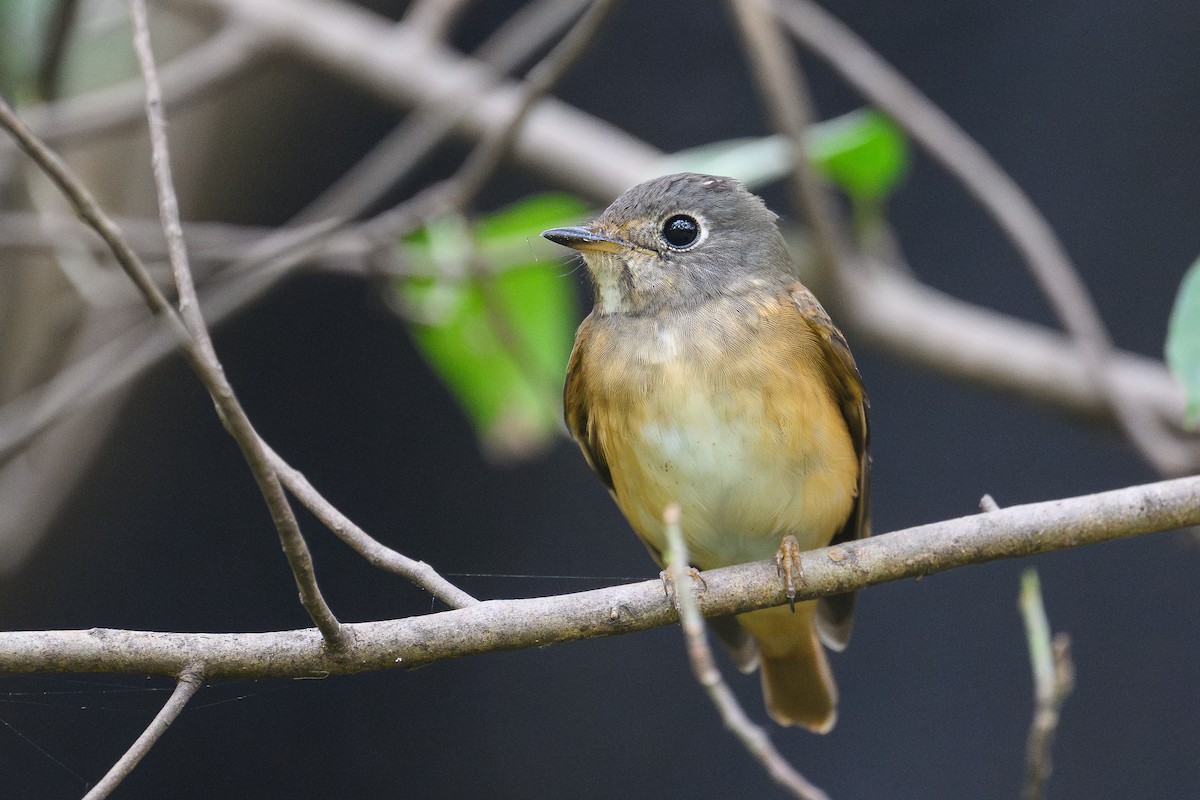 Rostschnäpper - ML645533960