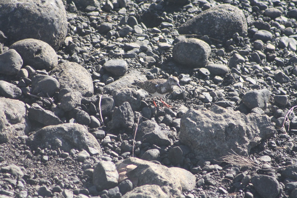 キョウジョシギ - ML645533964