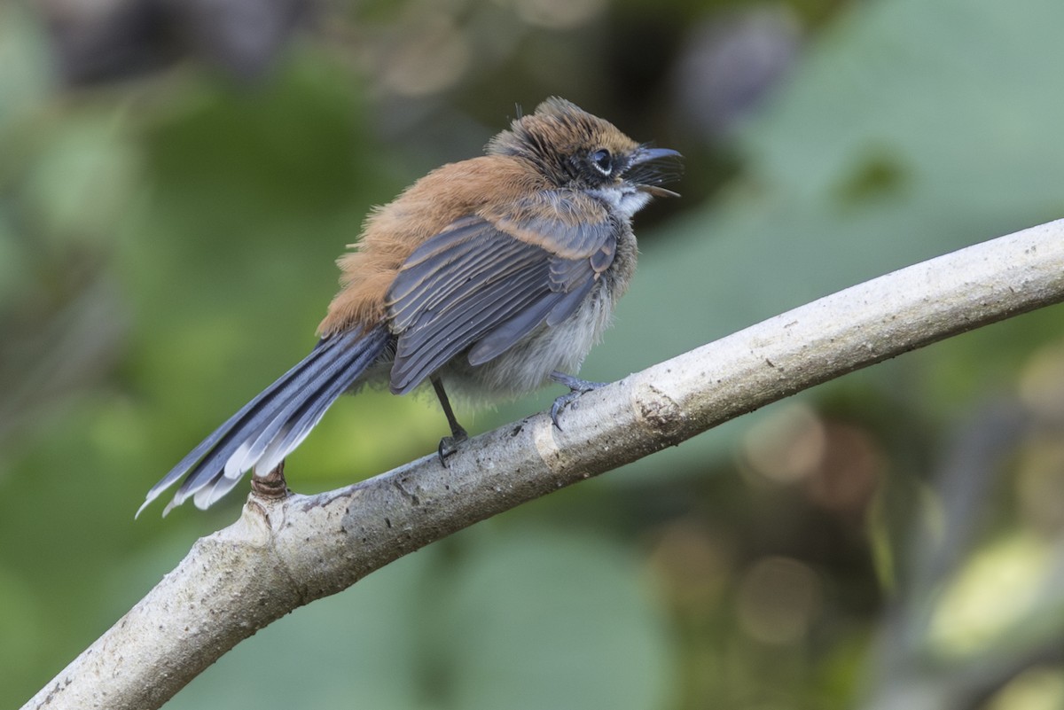 Supertramp Fantail (Babar) - ML645533966