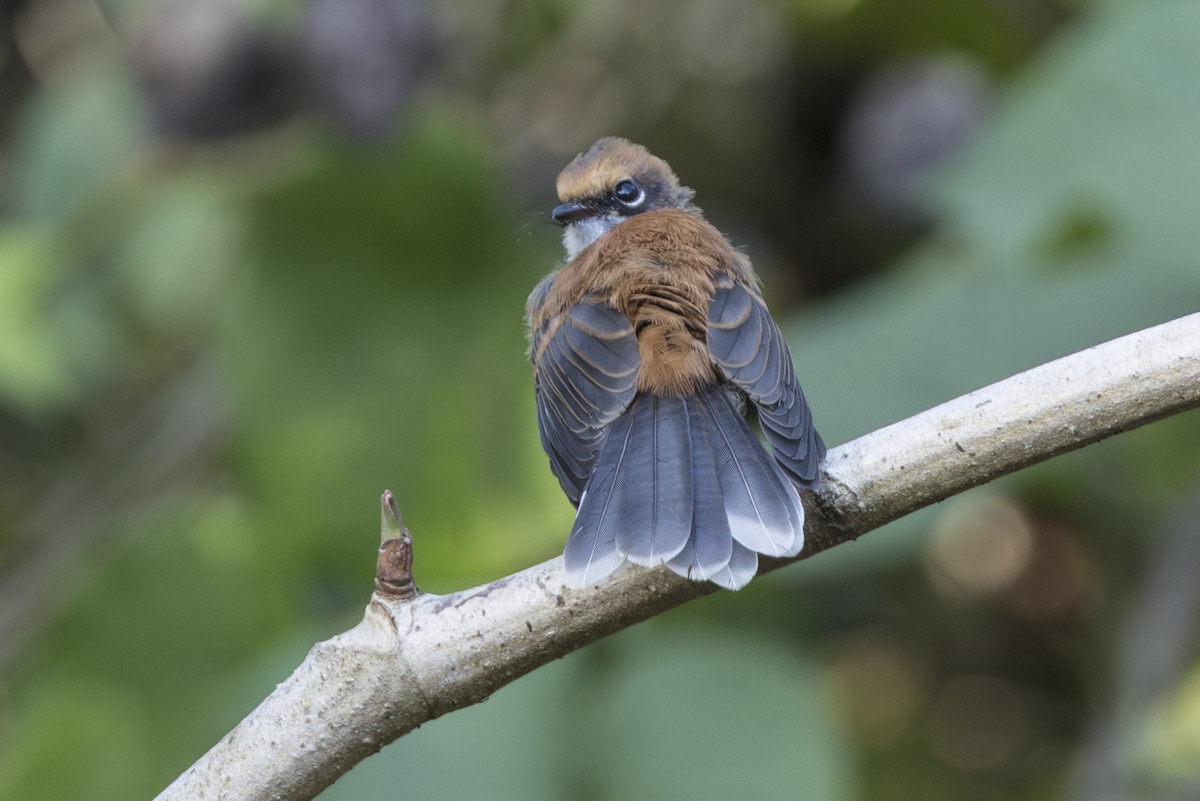 Supertramp Fantail (Babar) - ML645533967