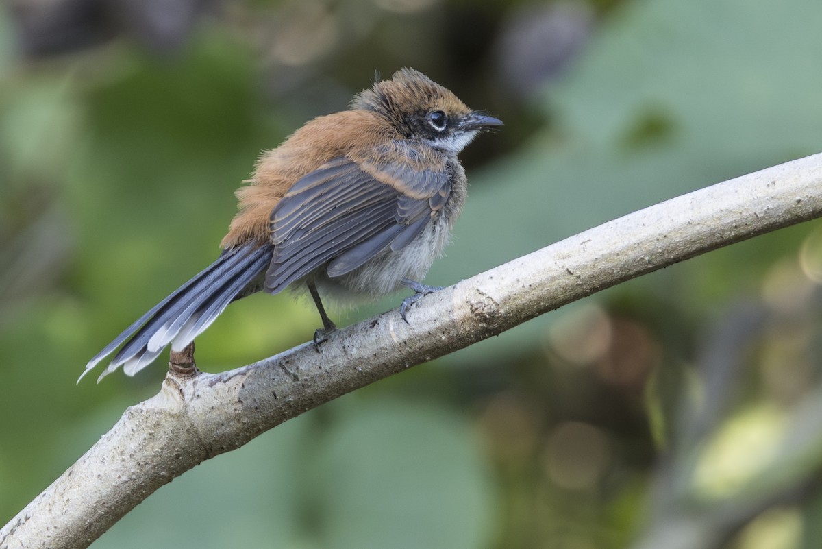 Supertramp Fantail (Babar) - ML645533968