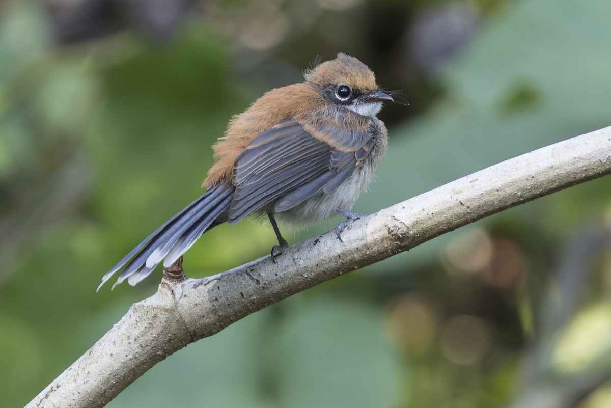 Supertramp Fantail (Babar) - ML645533969