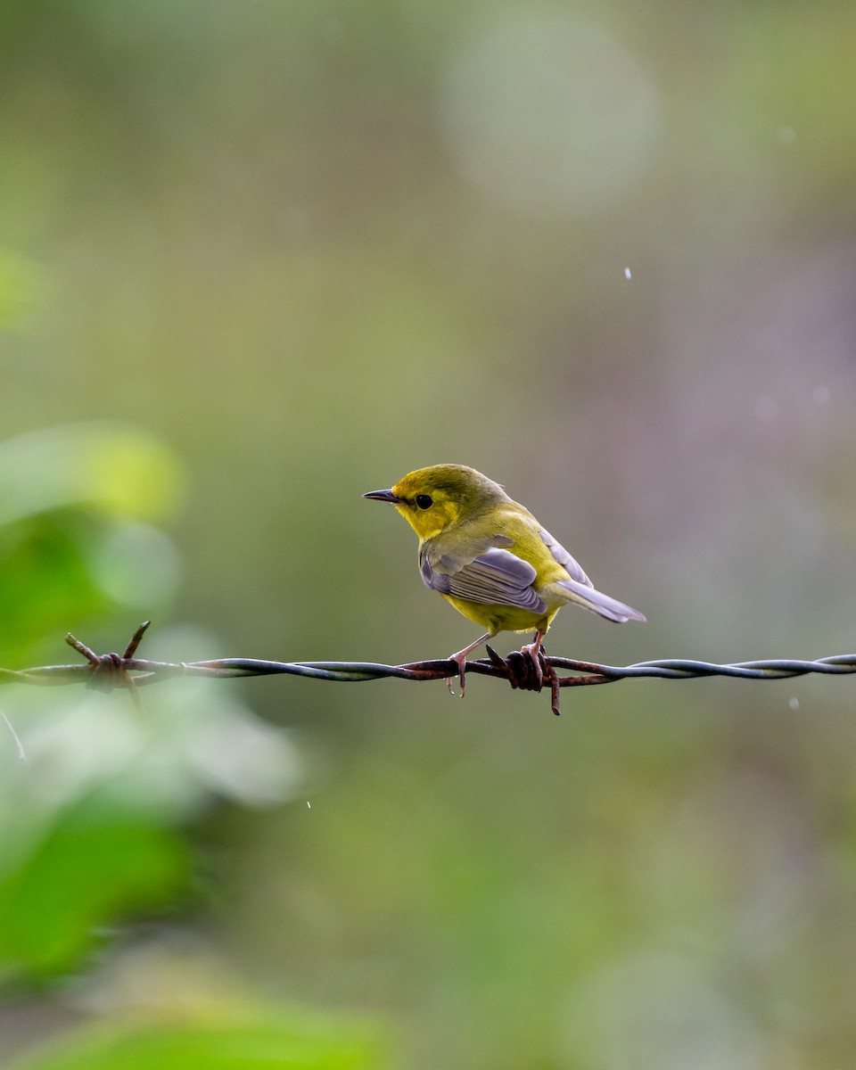 Болотянка чорногорла - ML645533972