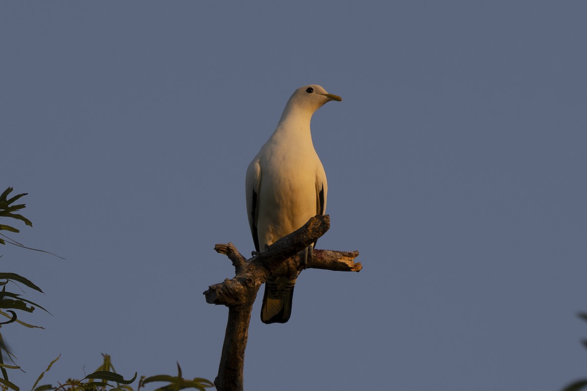 Torresian Imperial-Pigeon - ML645533976