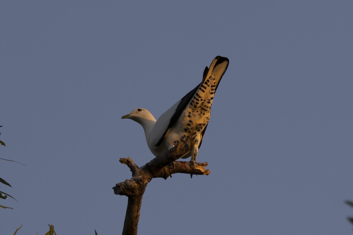 Torresian Imperial-Pigeon - ML645533977