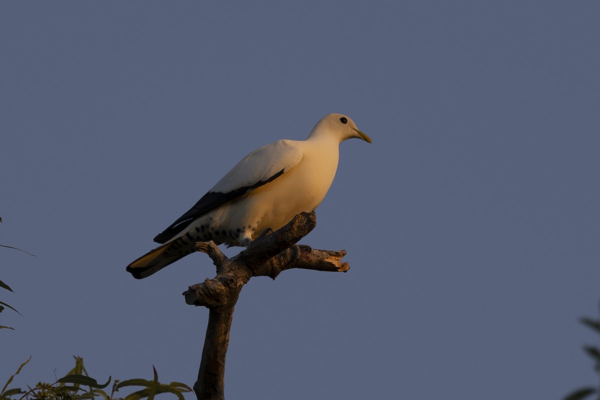 Torresian Imperial-Pigeon - ML645533978