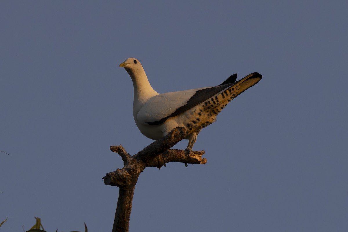 Torresian Imperial-Pigeon - ML645533979