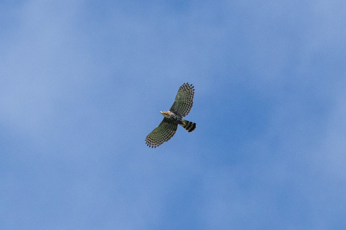 orel zdobený - ML645534000