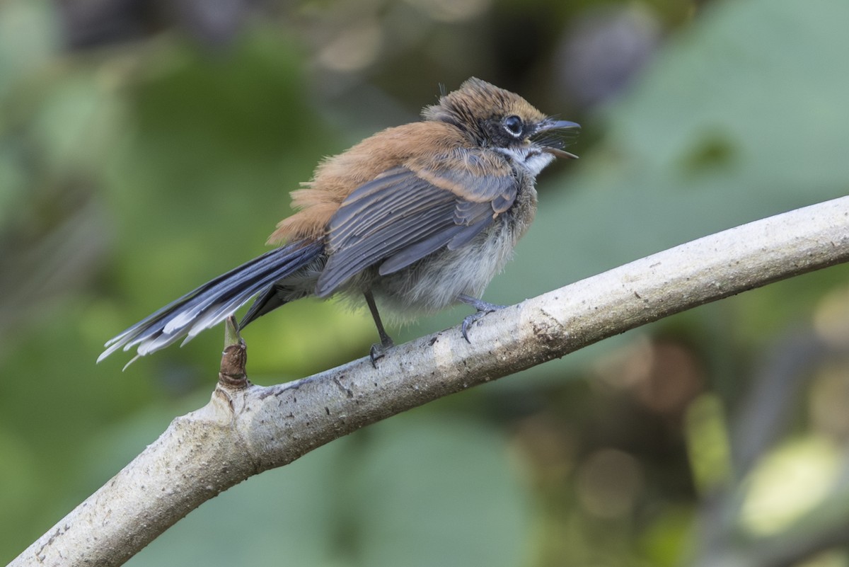 Supertramp Fantail (Babar) - ML645534002