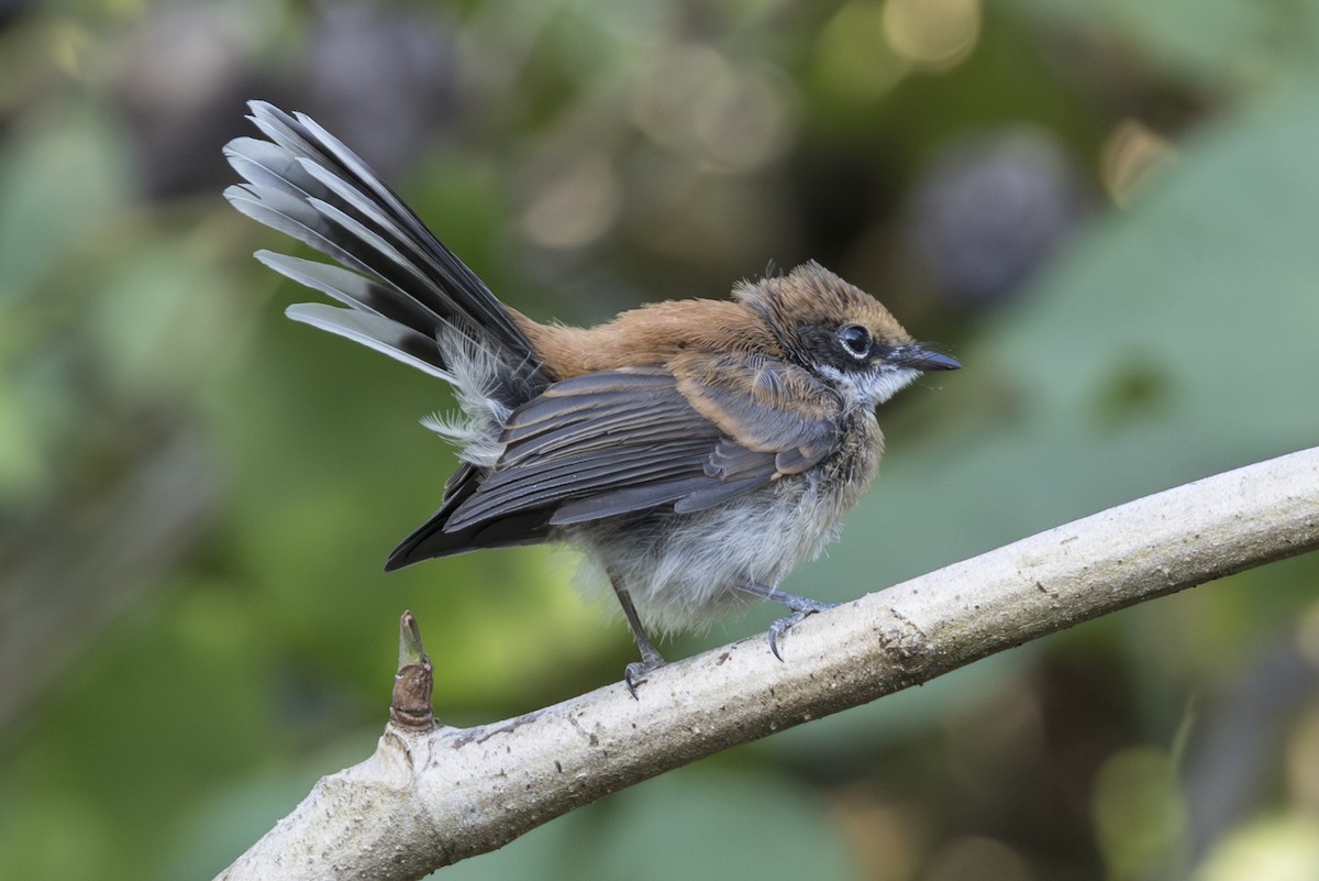 Supertramp Fantail (Babar) - ML645534003