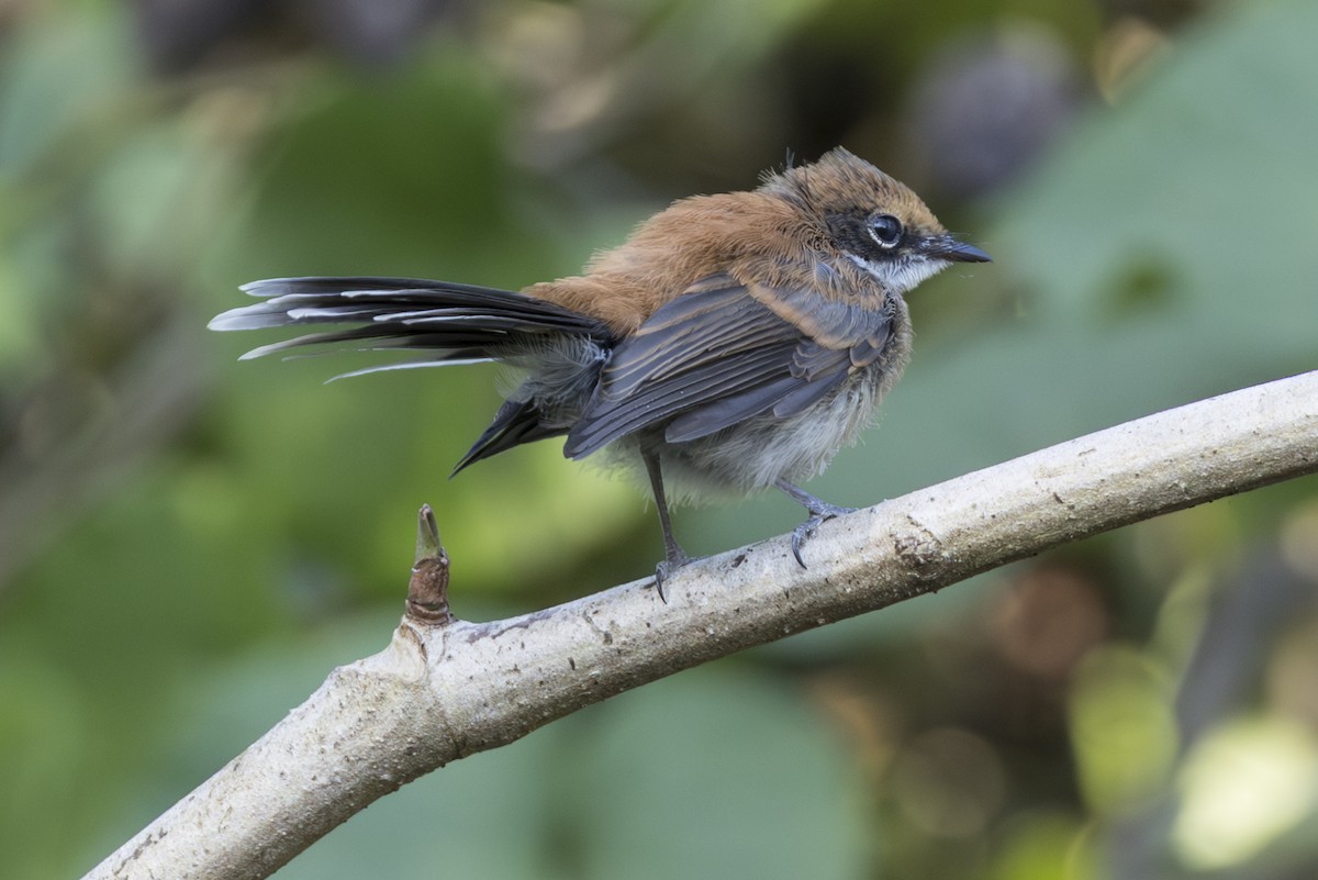 Supertramp Fantail (Babar) - ML645534010