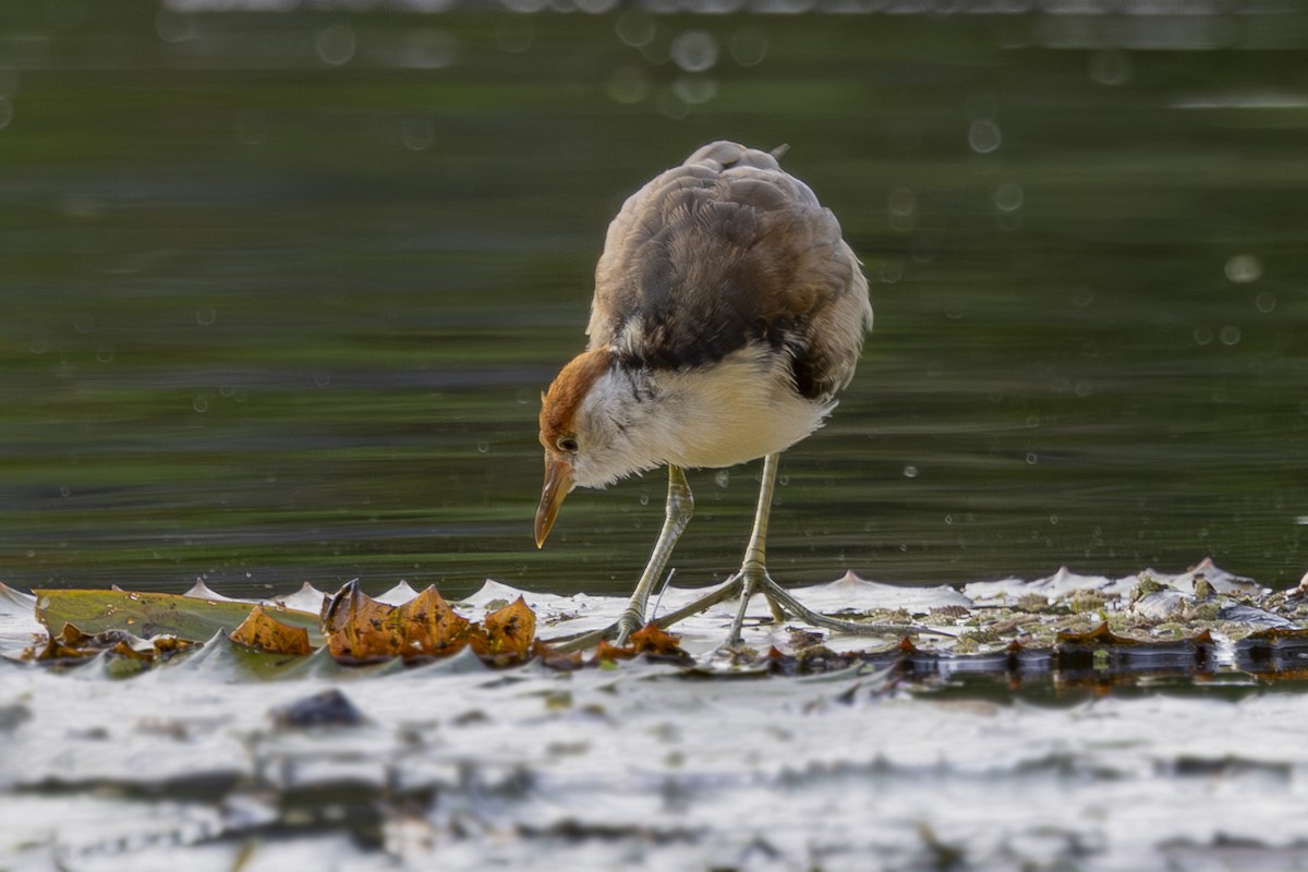 トサカレンカク - ML645534031