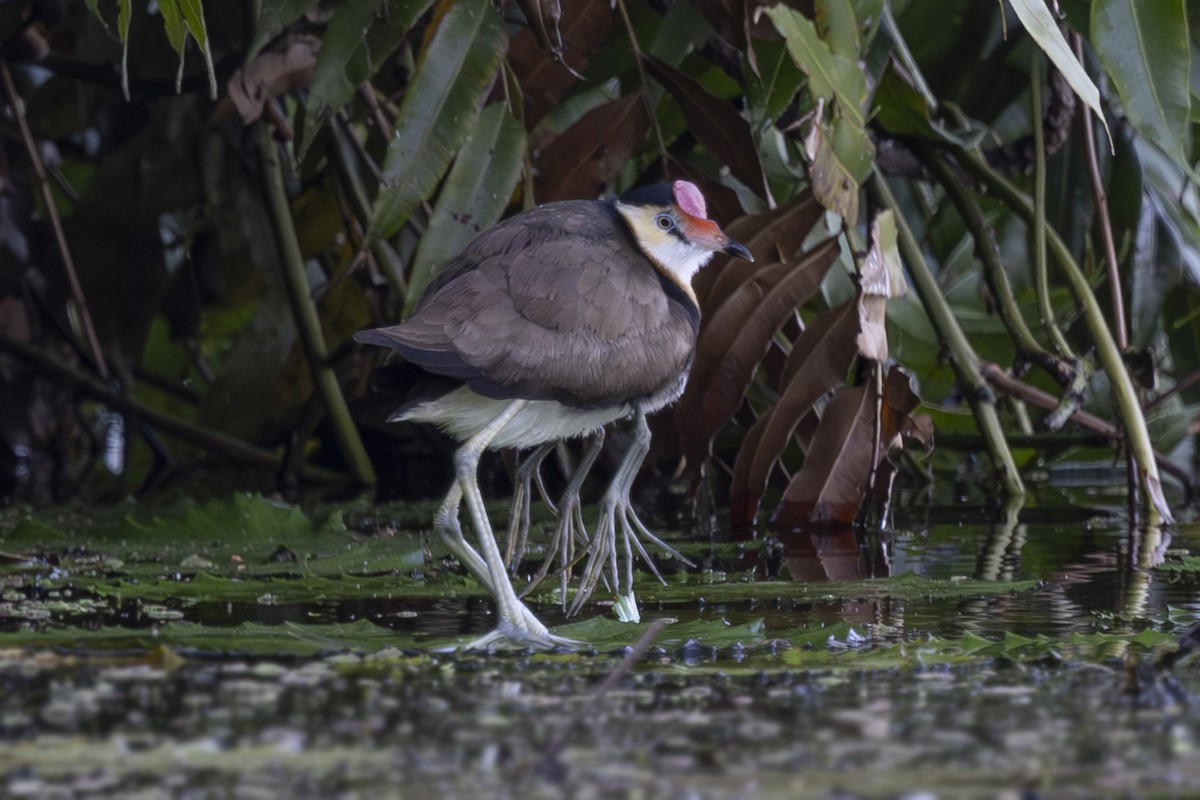トサカレンカク - ML645534032