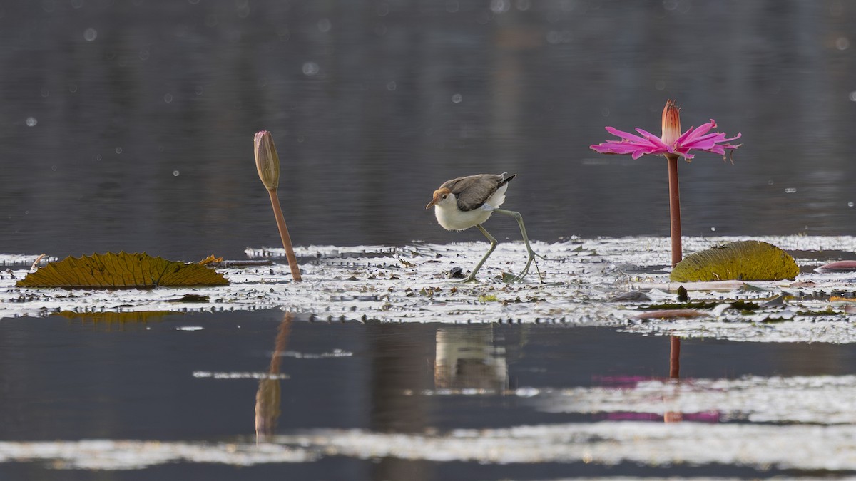 トサカレンカク - ML645534033