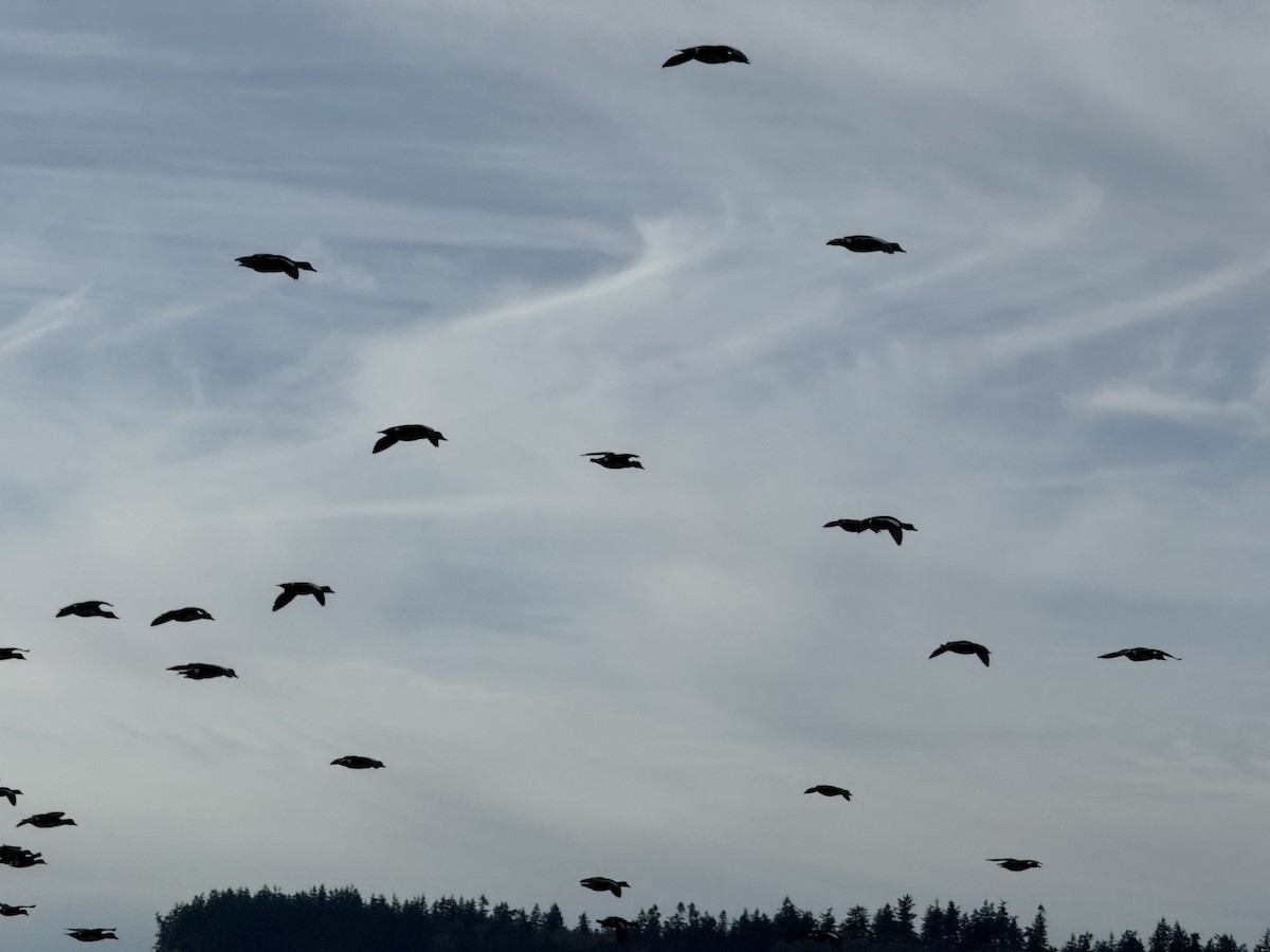 アメリカヒドリ - ML645534036