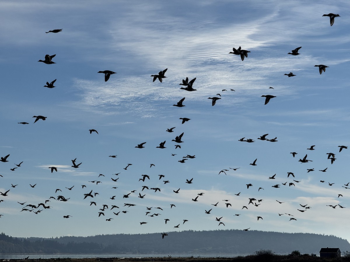 アメリカヒドリ - ML645534037