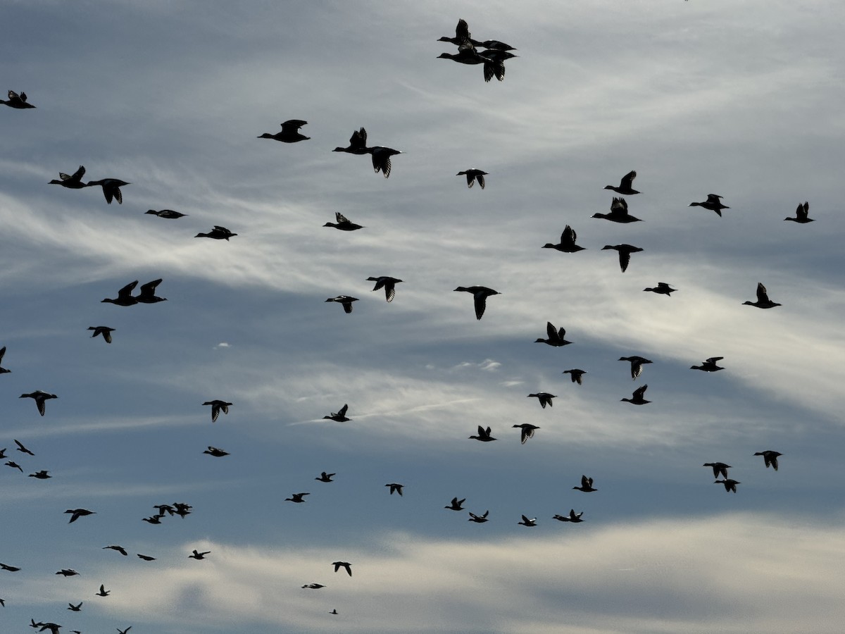 アメリカヒドリ - ML645534038