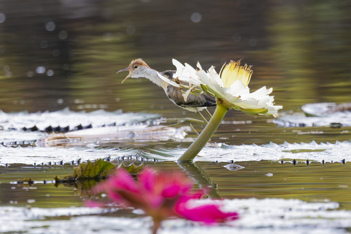 トサカレンカク - ML645534039