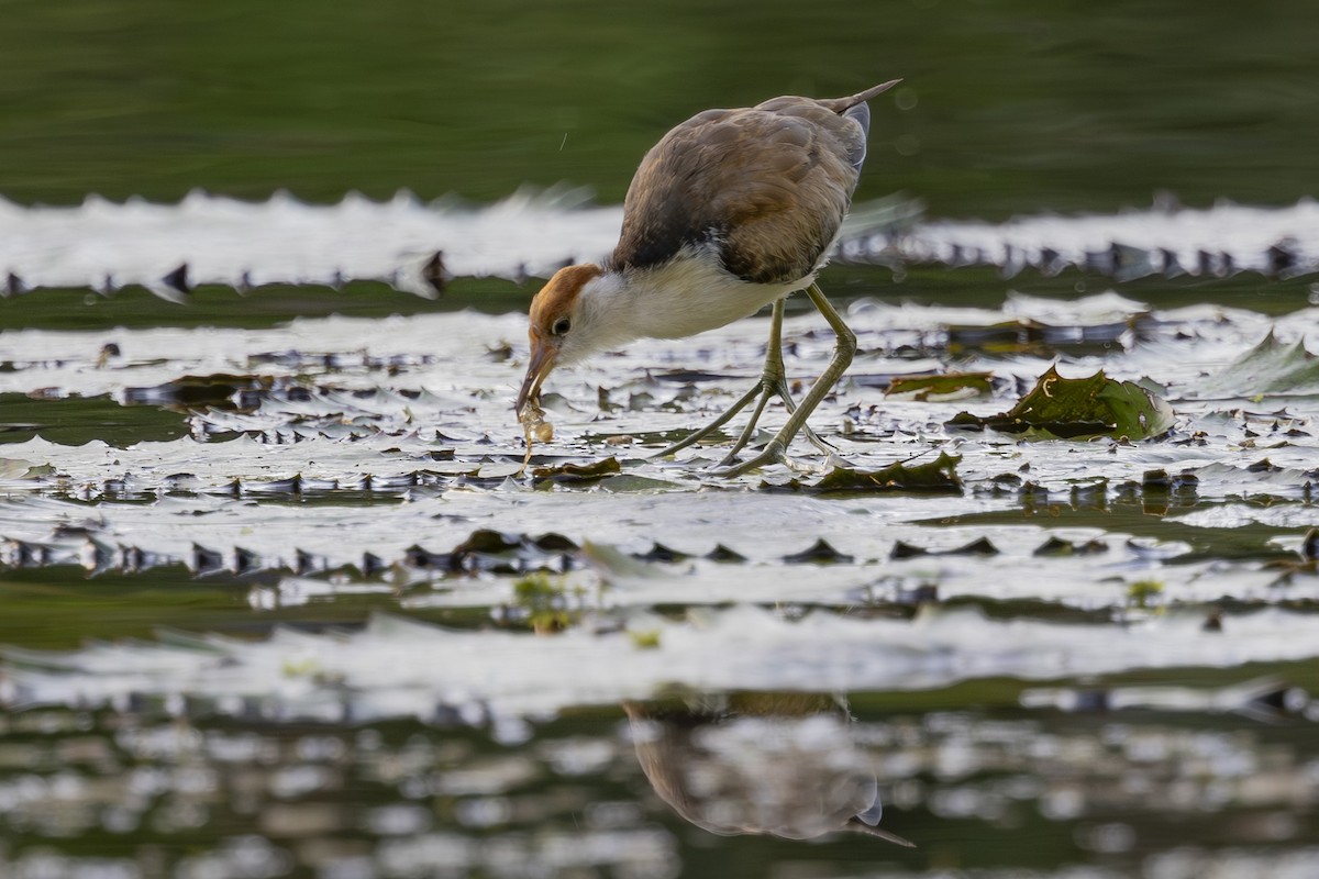 トサカレンカク - ML645534041