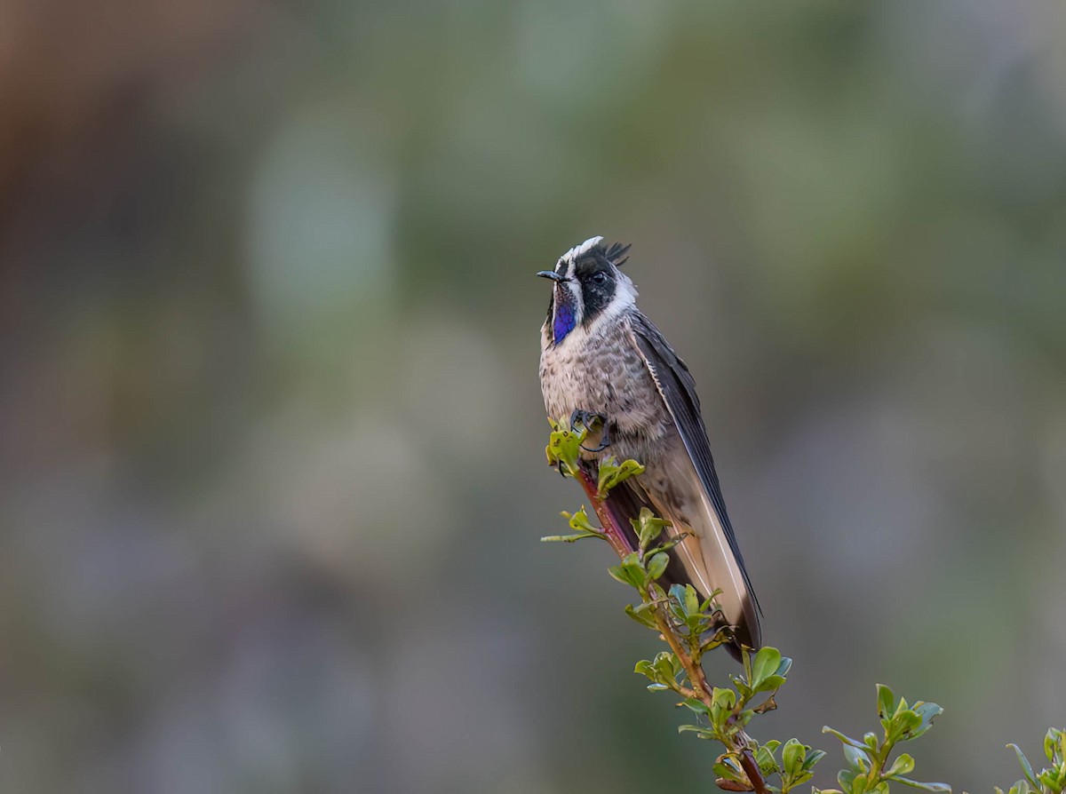 アオヒゲルメットハチドリ - ML645534042