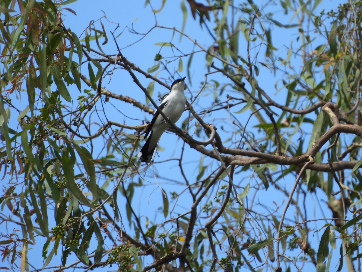 ミイロサンショウクイ - ML645534043