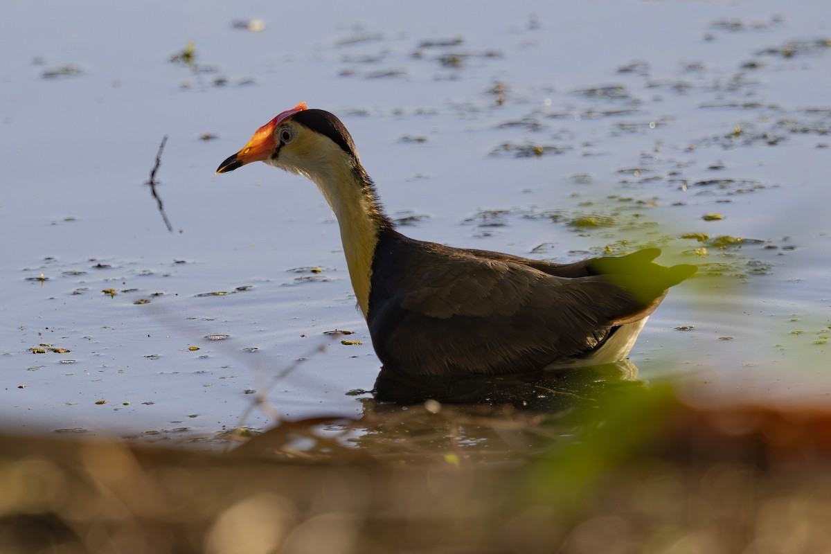 トサカレンカク - ML645534044