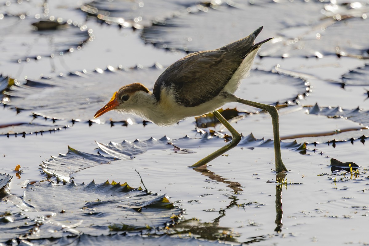 トサカレンカク - ML645534045
