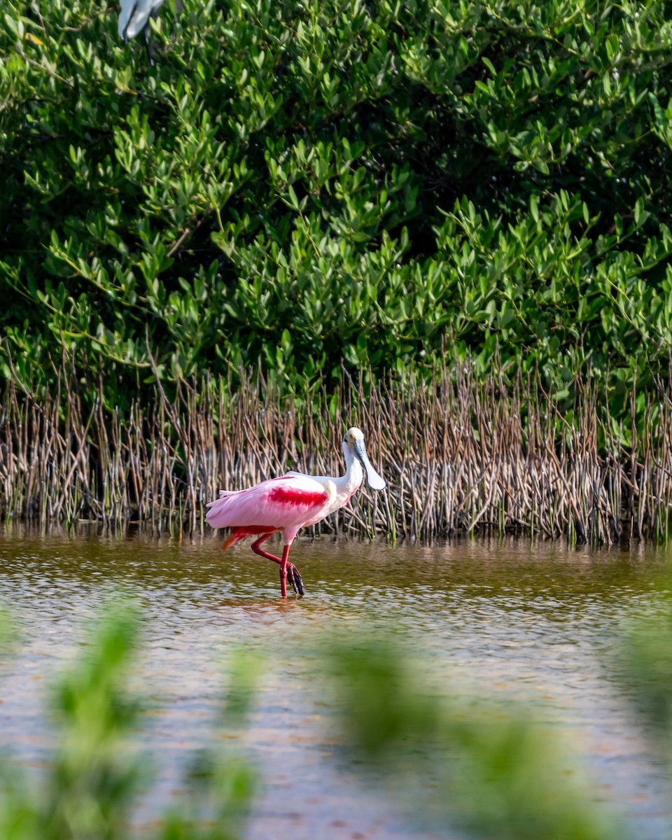 ベニヘラサギ - ML645534046