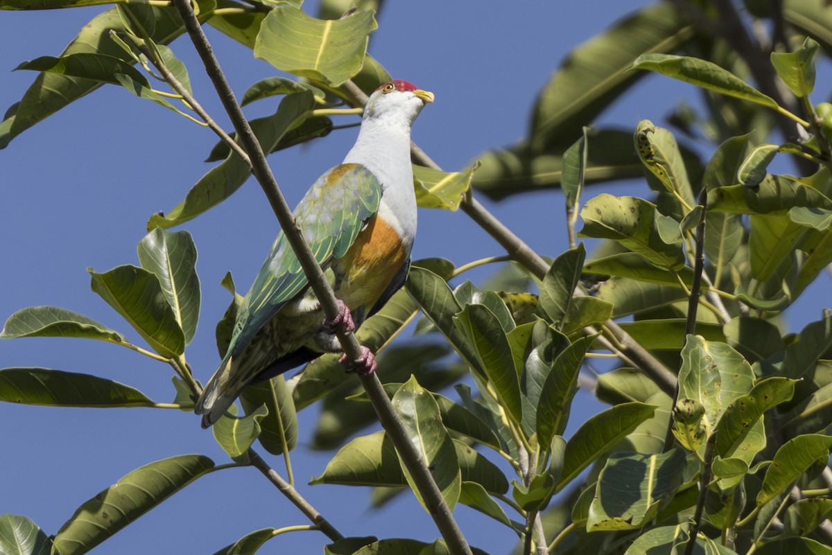 ウロコヒメアオバト - ML645534048