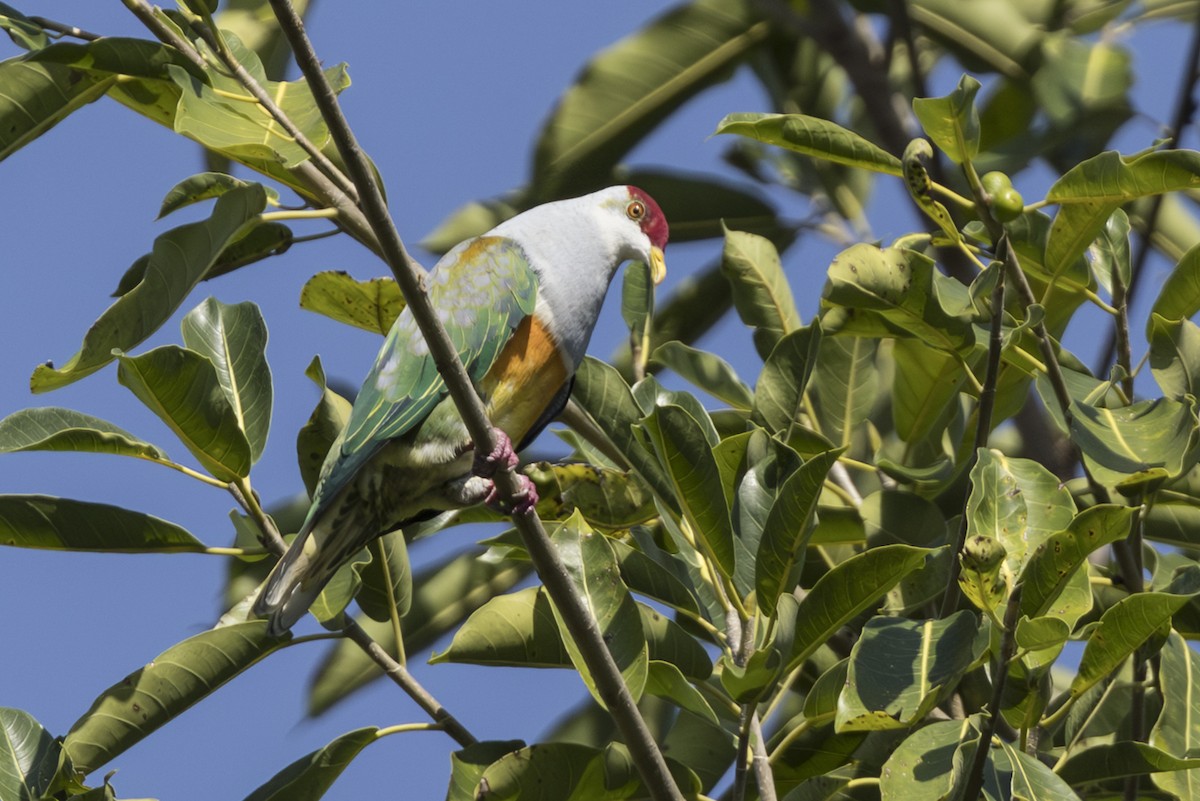 ウロコヒメアオバト - ML645534049